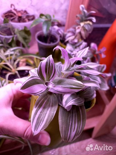 Традесканция нанук розовая