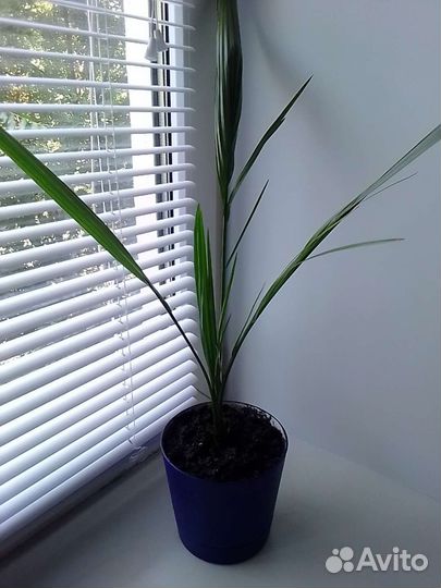 Финиковая пальма