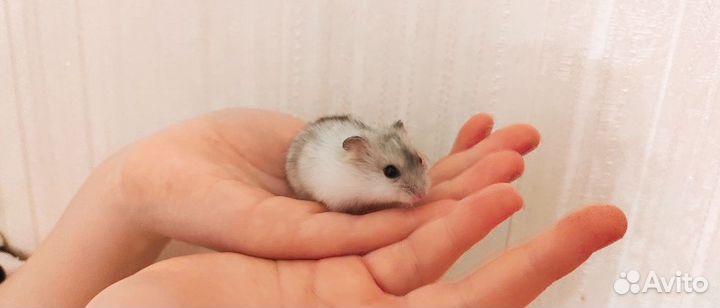 Джунгарский хомяк