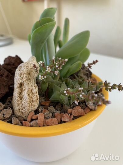 Суккуленты