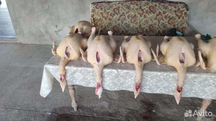 Индюки домашние