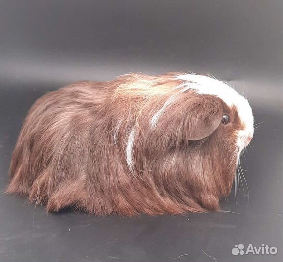 Морские свинки длинношерстной породы шелти