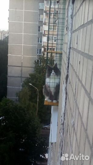 Балкончик для кошки. Выгул