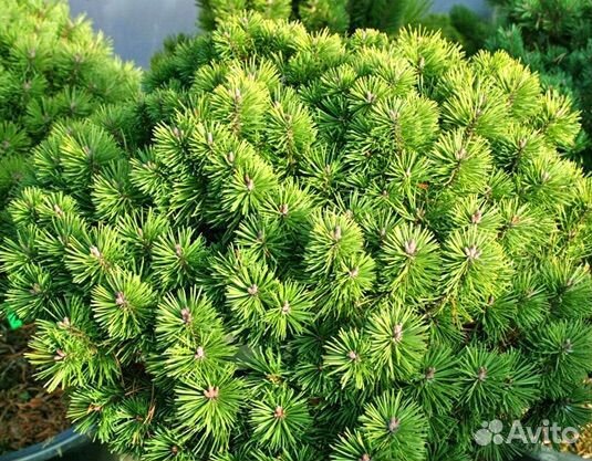 Сосна крючковатая Litomysl