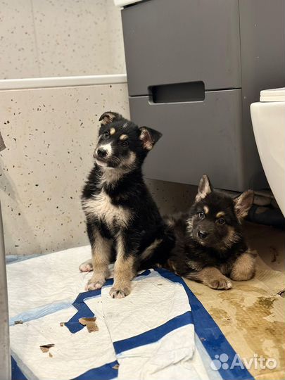 Красивые щенки метисы ищут дом (мальчик и девочка)