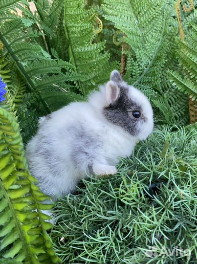 Домашние кролики