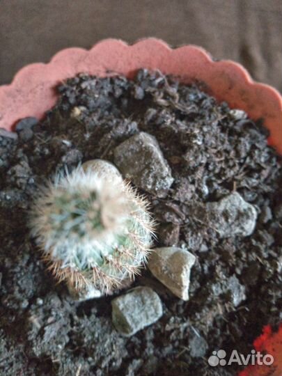 Кактусы и суккуленты