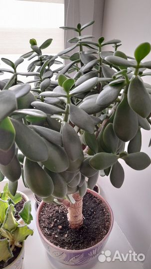 Денежное дерево толстянка