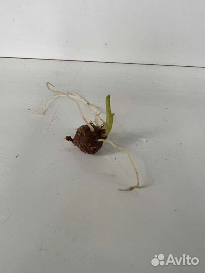 Алоказия мишольца минт (клубни)