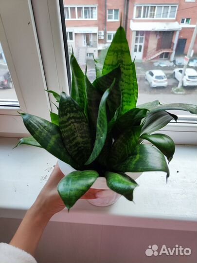 Сансевиерия (Щучий хвост)