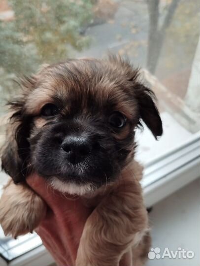 Щенок пекинеса