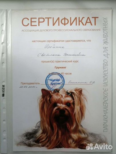 Стрижка (груминг) йорков на дому