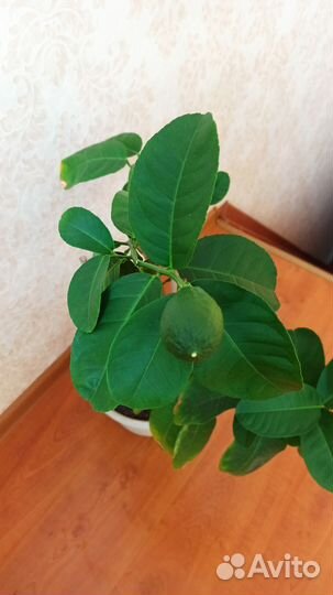 Лимонное дерево с плодами