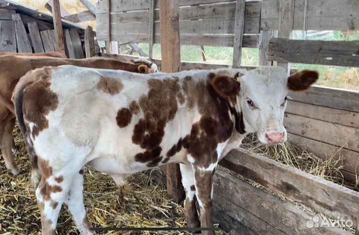 Бычки коровы телята