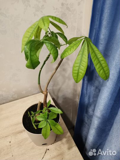 Пахира акватика