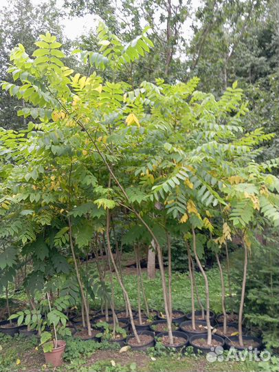 Маньчжурский орех