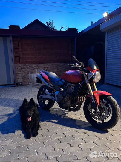 Honda CB600F Hornet