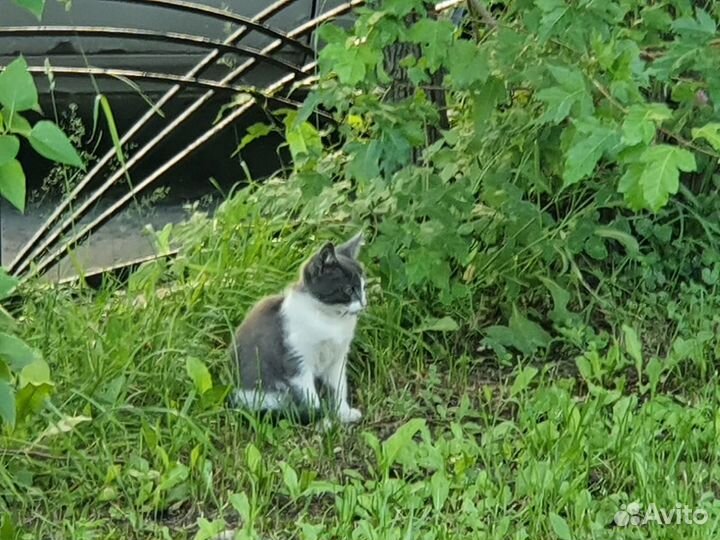 Котята (подростки)на выбор - в добрые руки