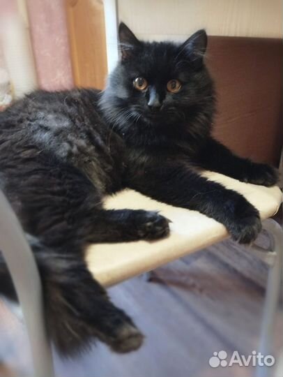 Уголёк, фенотип сибирской породы, ищет дом