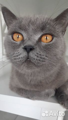 Котята британской породы купить в Калининграде  объявление продам