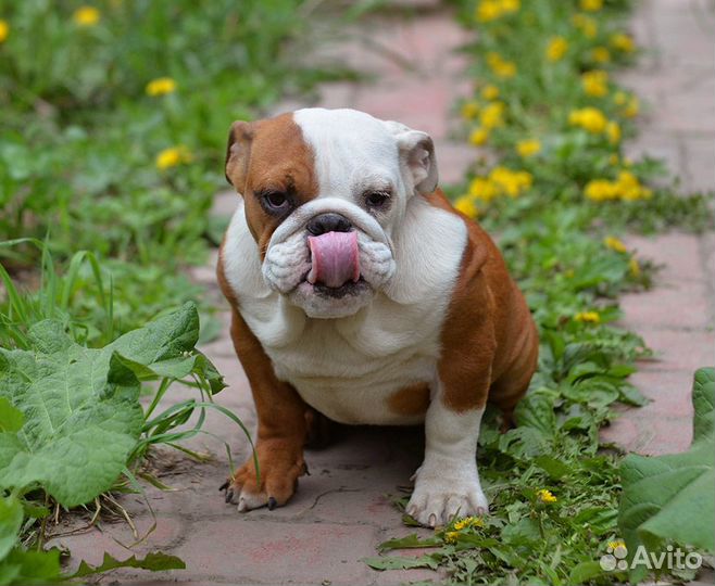 Щенок девочка английского бульдога
