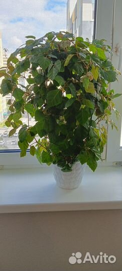 Циссус березка