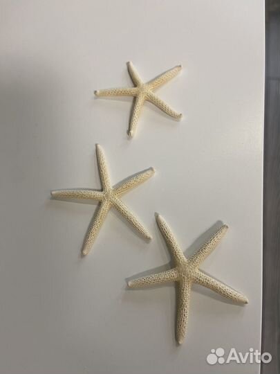 Морская звезда натуральная