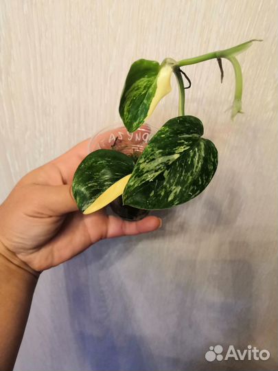 Филодендрон линханони,жёлтая кобра,филодендрон Вай