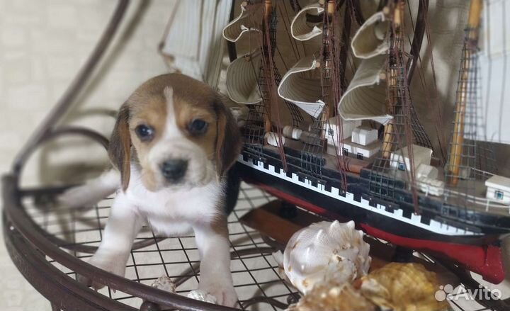 Щенки бигль