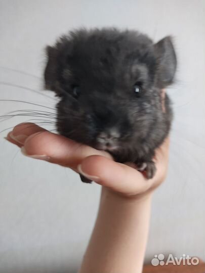 Шиншилленок