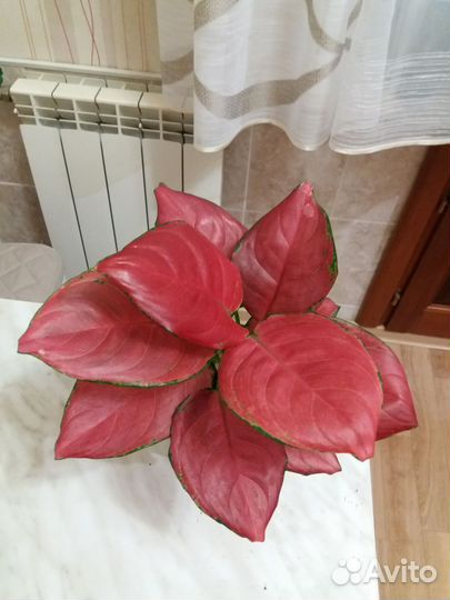 Аглаонемы в ассортименте тай