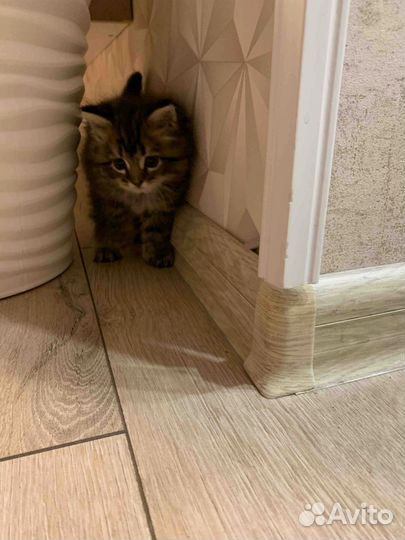 Котята мейн-кун