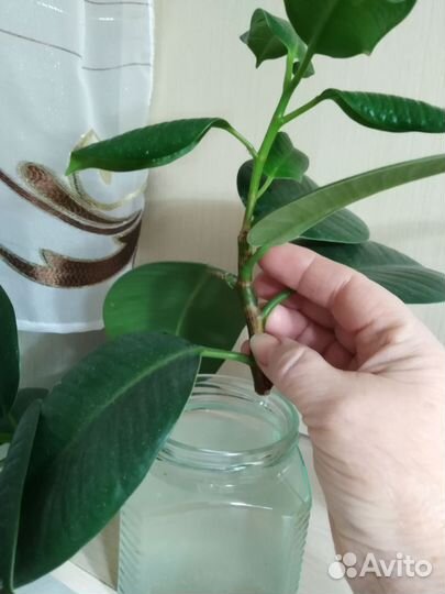 Фикус каучуконосный