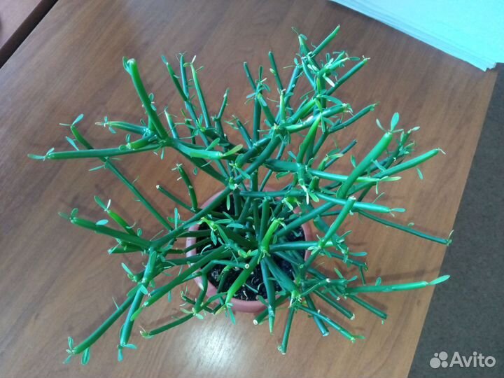 Эуфорбия тирукалли (Молочай) карандашное дерево