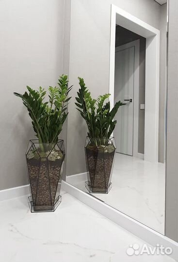 Замиакулькас в кашпо