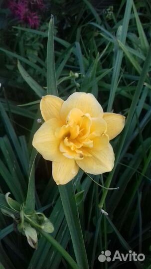 Лилейник желтый