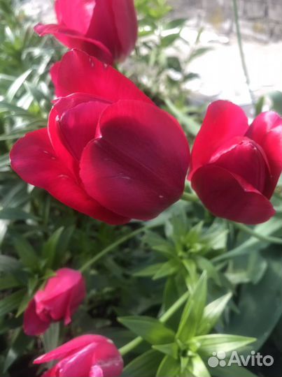 Луковицы тюльпанов