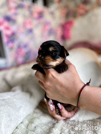 Йоркширский терьер