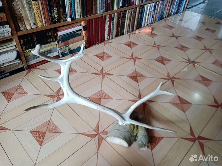 Рога оленя на подставке