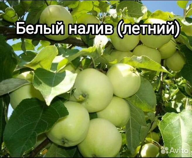 Саженцы яблони в наличии. Летние, осенние, зимние