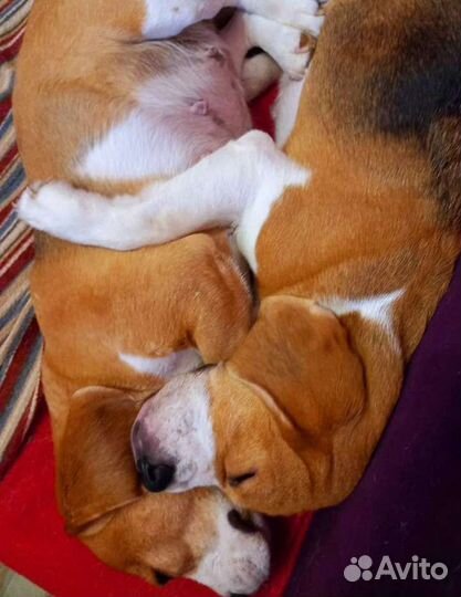 Предлагаем передержку вашему питомцу