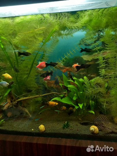 Продам аквариум с рыбками