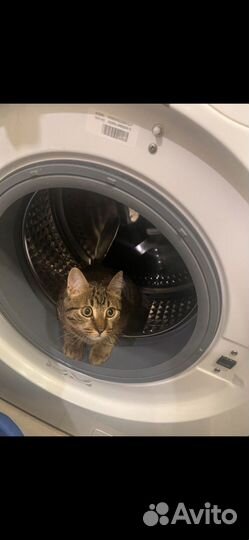 Кошечка в добрые ручки