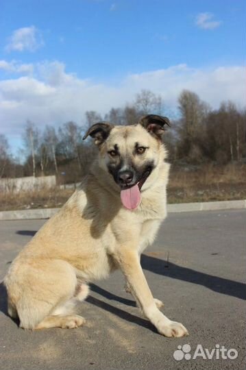 Собака в добрые руки