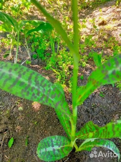 Пальчатокоренник, лесная орхидея, кукушкина слеза