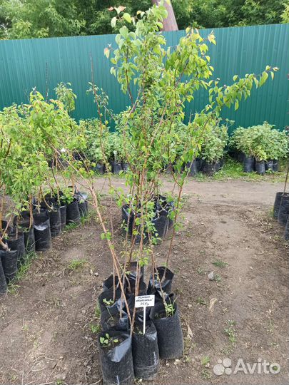 Саженцы Абрикосов, 3летки, 1,5м, зкс