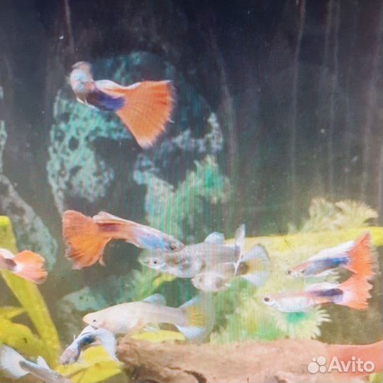 Рыбки гуппи,растения