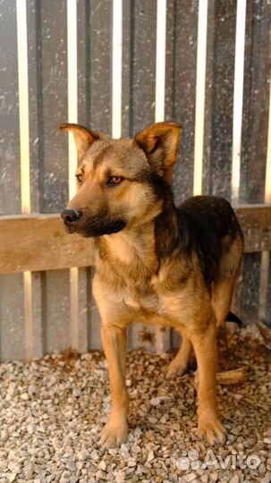 Ян ищет дом