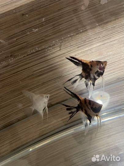 Обменяю рыбок