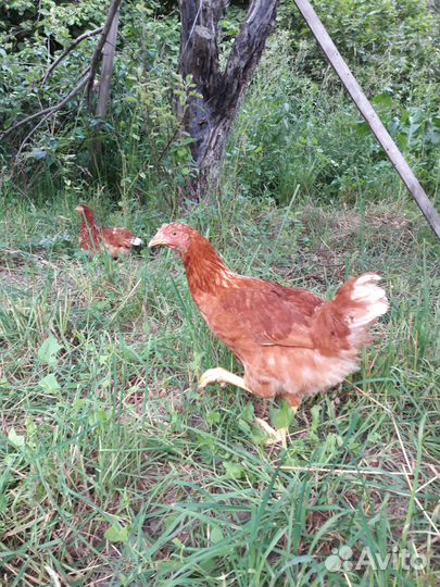 Курочки Молодые